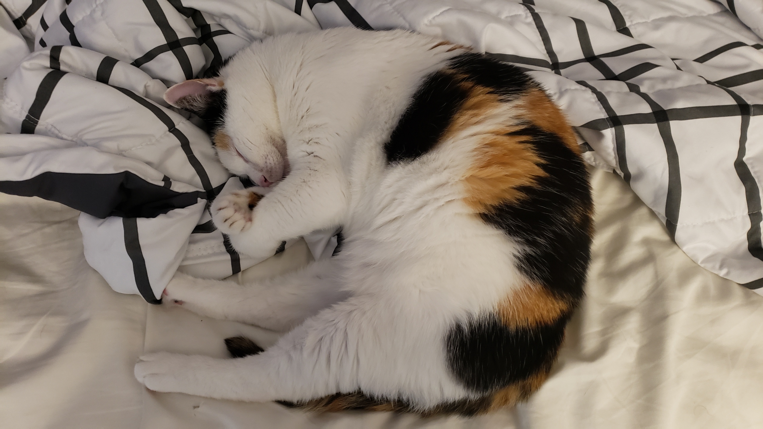 kitty